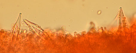 Hohenbuehelia auriscalpium